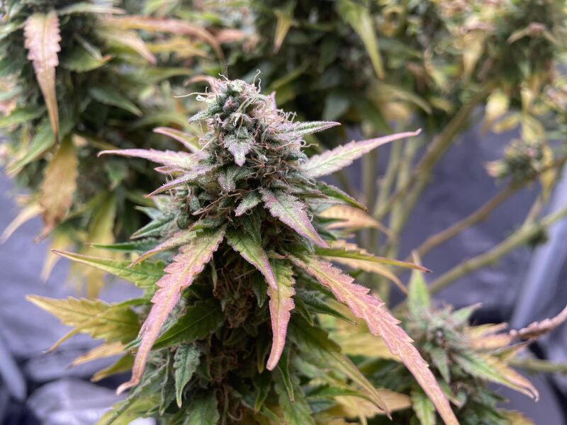 Pineapple Express, Фасовка: 5, изображение 5