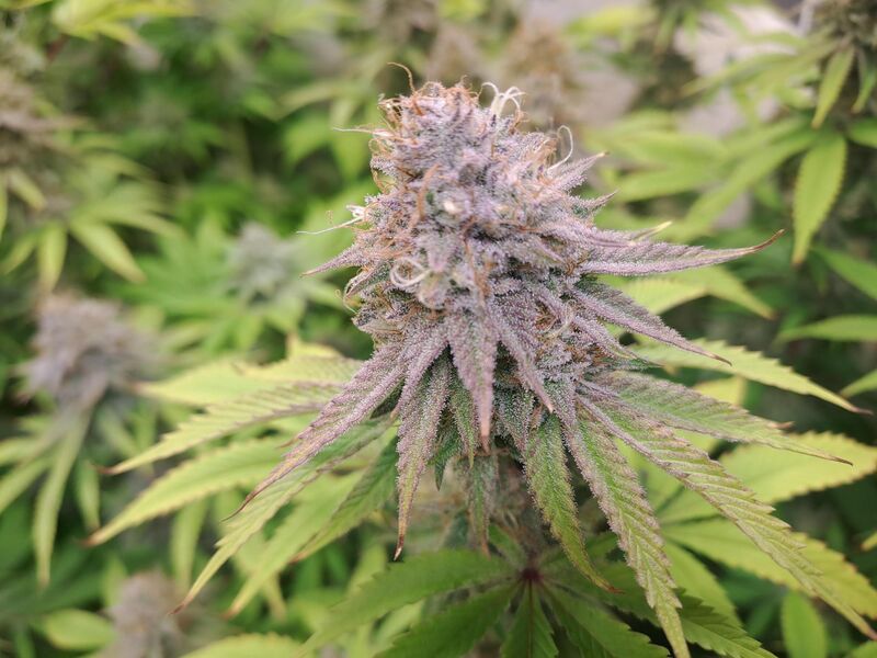 Purple Punch, Фасовка: 3, изображение 5