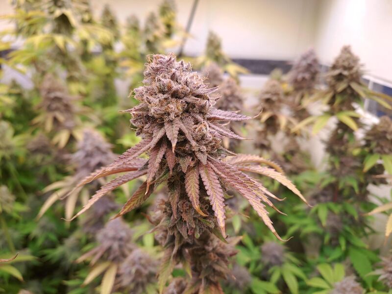 Purple Punch Auto, Фасовка: 5, изображение 3