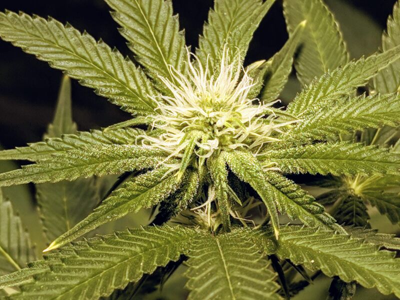 Red Cherry Berry fem, Фасовка: 5, изображение 4