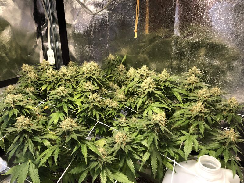 Red Diesel fem, Фасовка: 10, изображение 3