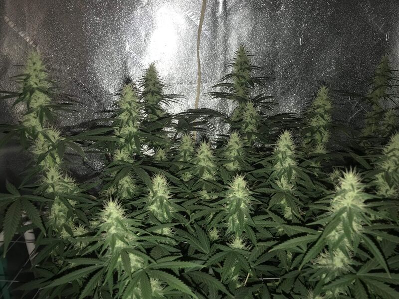 Shiskaberry, Фасовка: 5, изображение 3