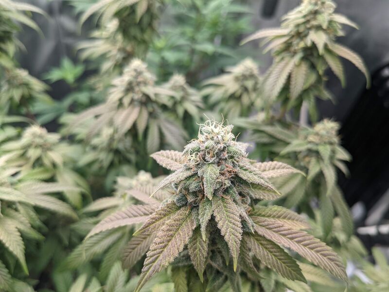 Triple Cheese, Фасовка: 3, изображение 2