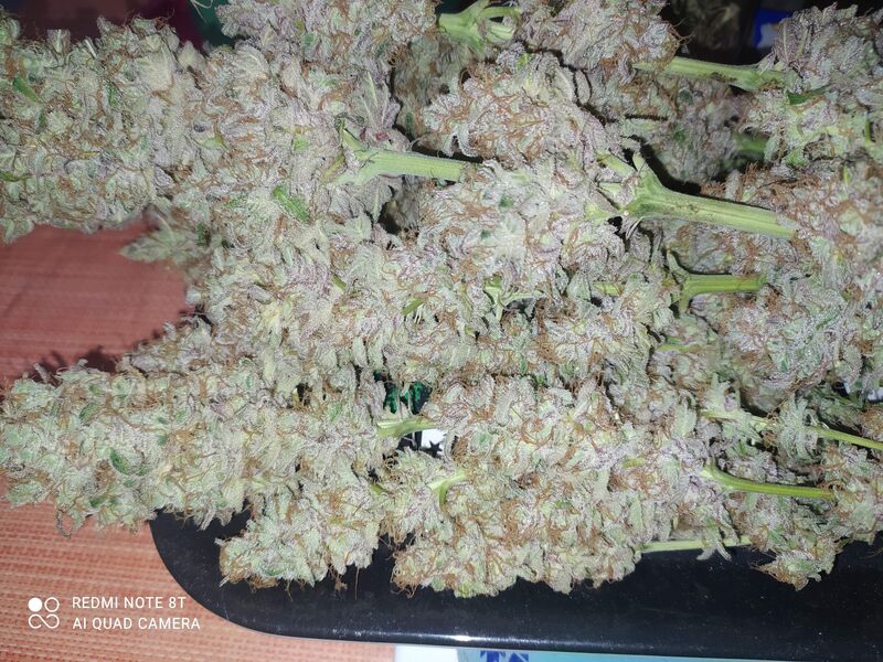 Tropicanna Banana, Фасовка: 5, изображение 9