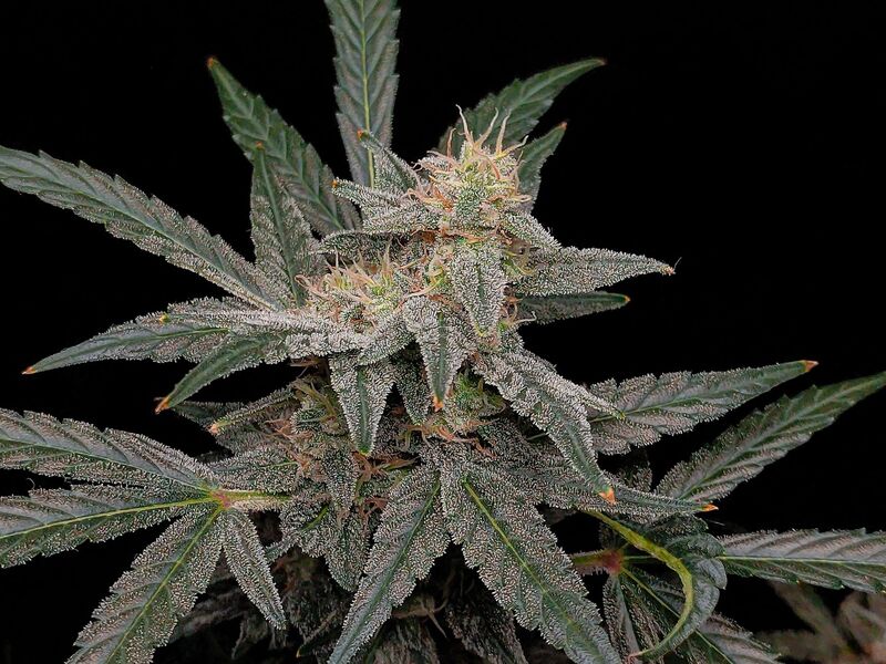 White Widow Auto XXL, Фасовка: 3, изображение 5