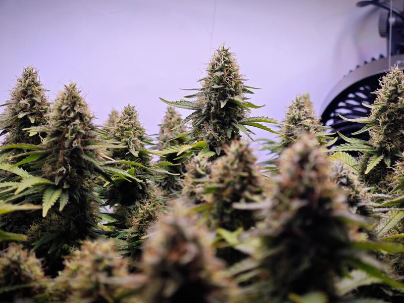 Wedding Cake, Фасовка: 3, изображение 4