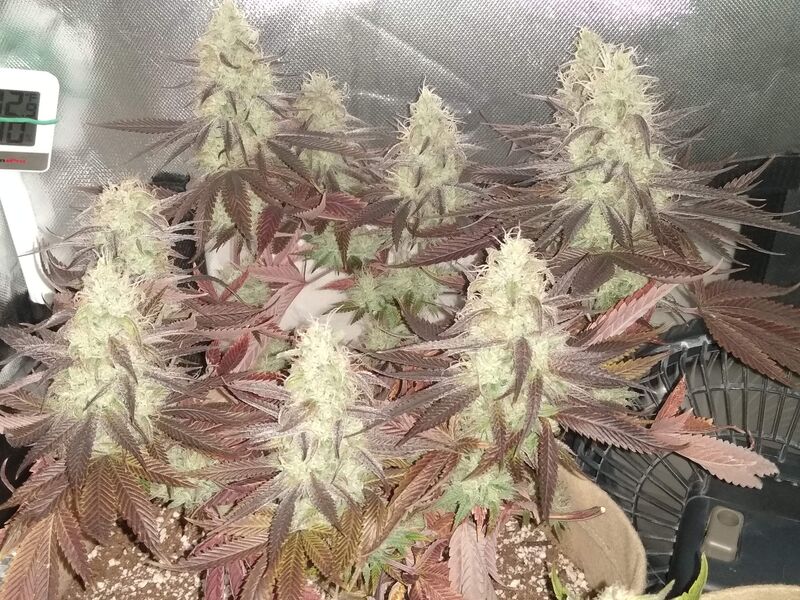 GMO Zkittlez F1 Regular, Фасовка: 8, изображение 3