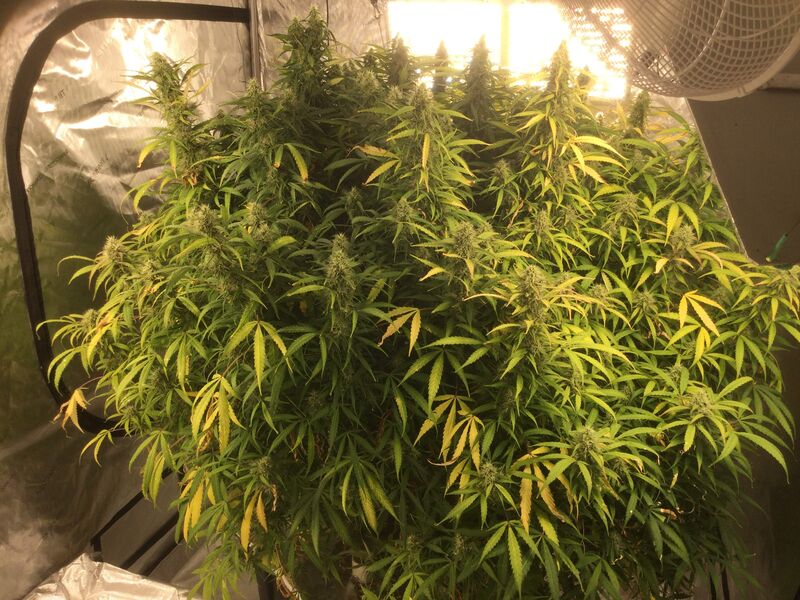 Watermelon Zkittlez, Фасовка: 3, изображение 3