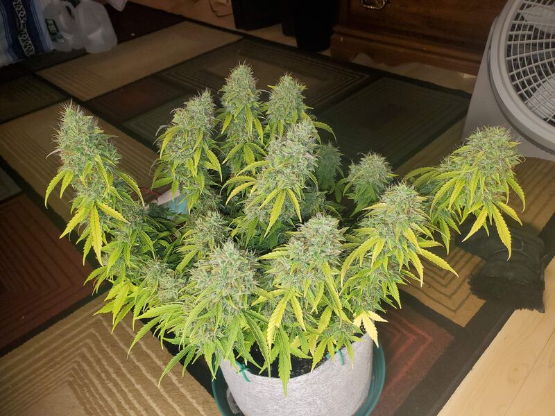 Glue Gelato Auto, Фасовка: 3, изображение 3