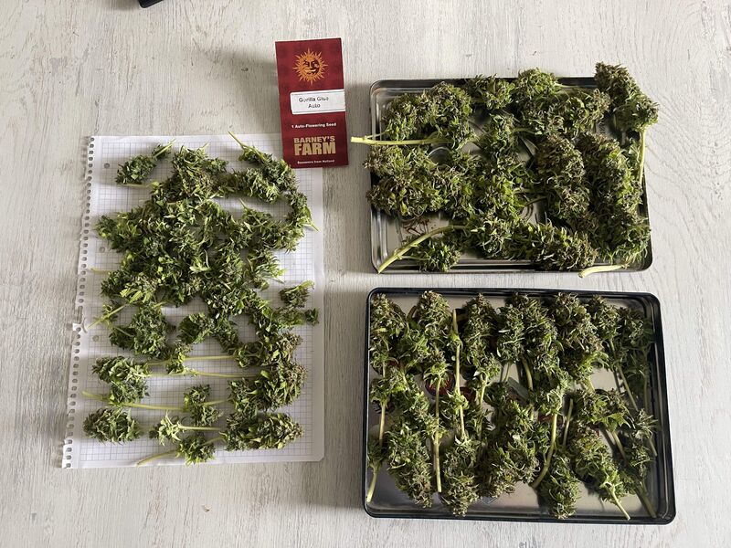 Gorilla Glue Auto, Фасовка: 3, изображение 2