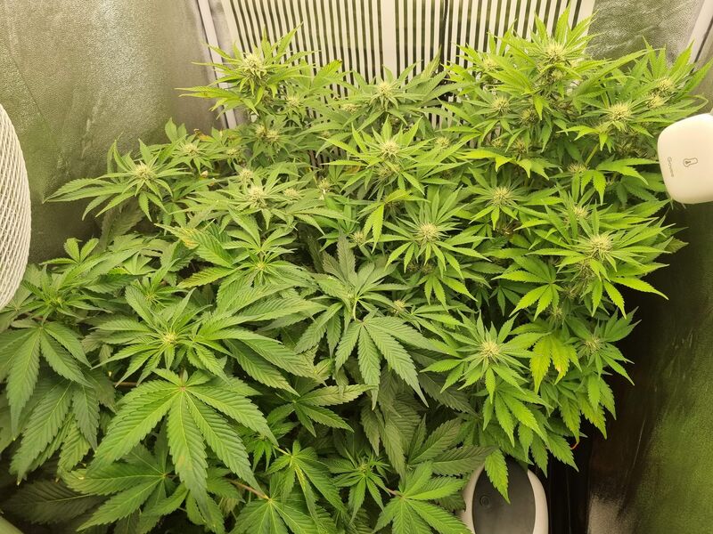 Runtz Auto, Фасовка: 5, изображение 4