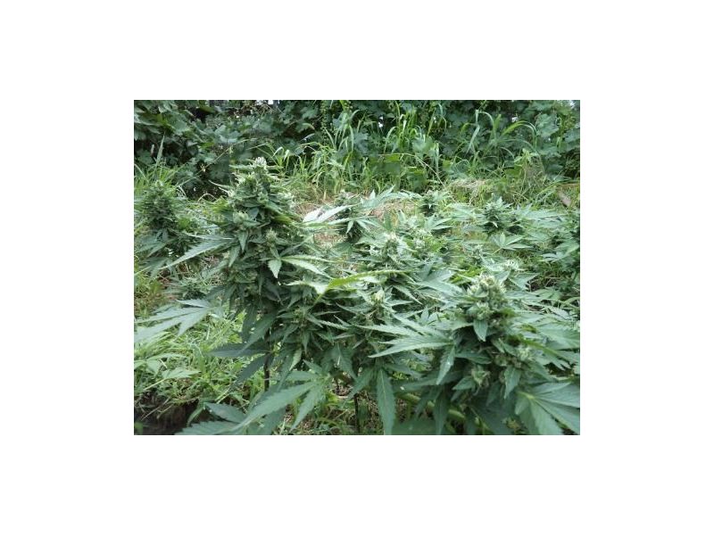 Kalashnikova Auto, Фасовка: 5, изображение 3