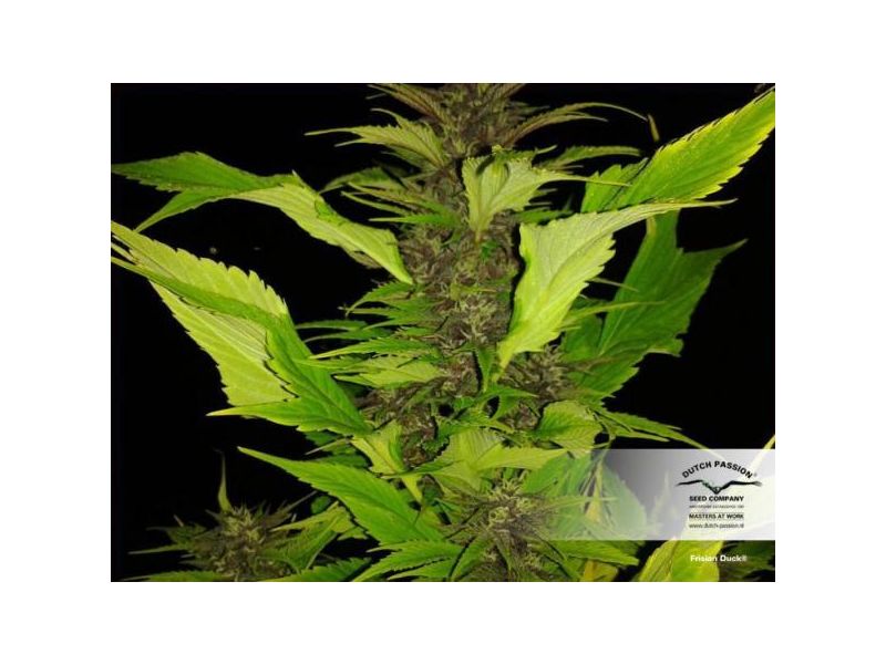 Frisian Duck, Фасовка: 3, изображение 3