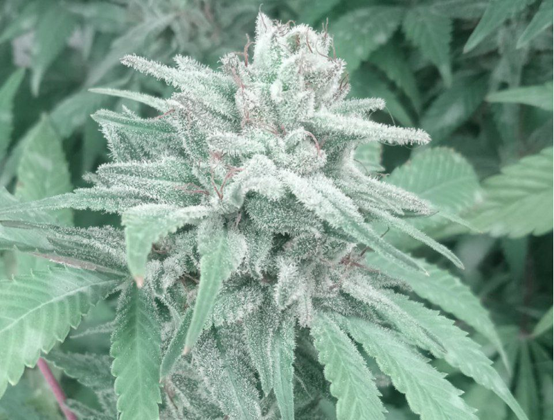 NL Haze OG, Фасовка: 10