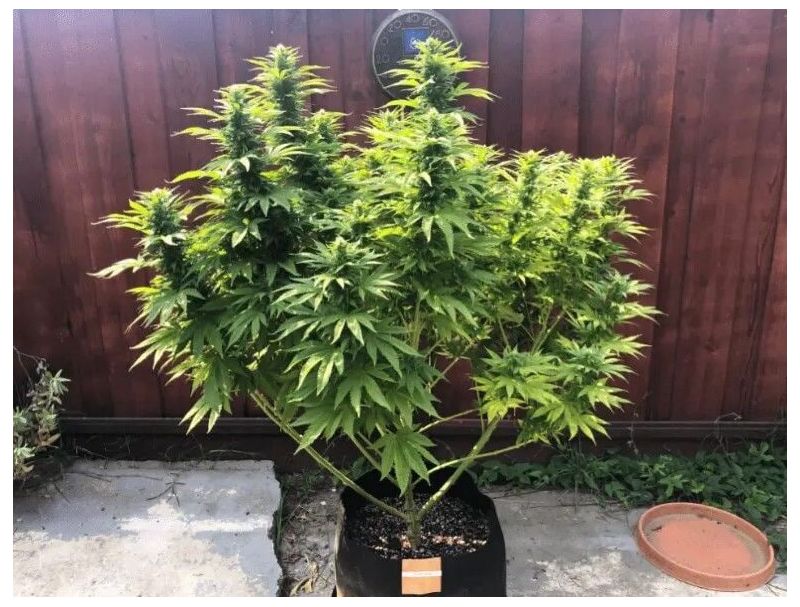 Auto Gorilla G4, Фасовка: 3, изображение 2