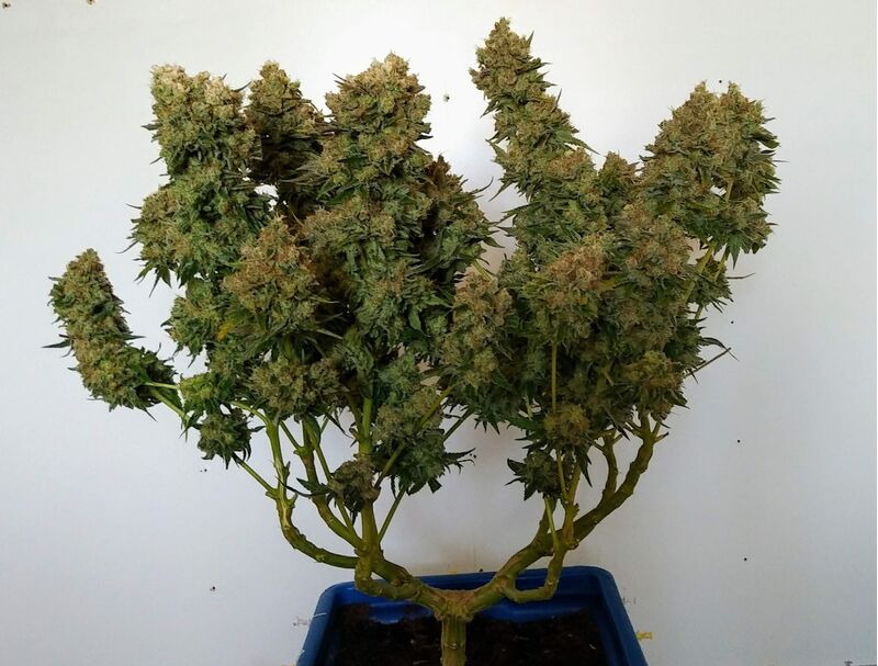 Phantom OG, Фасовка: 3, изображение 2