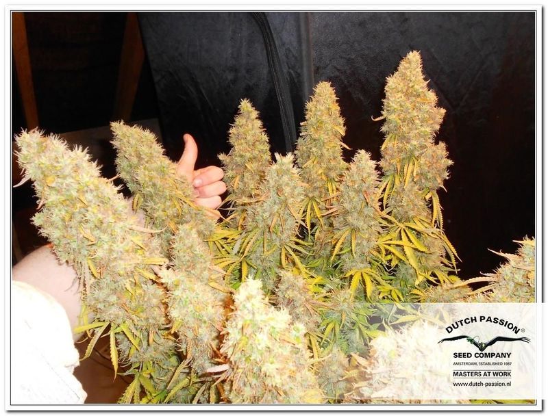 Think Different, Фасовка: 3, изображение 8