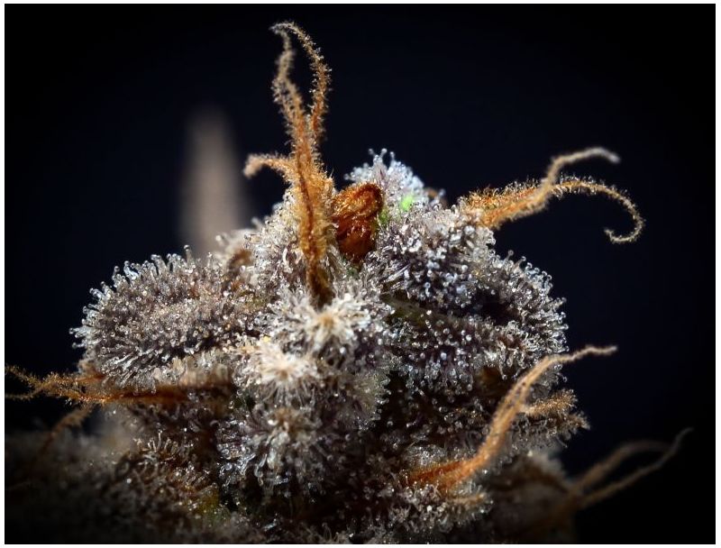 Black D.O.G., Фасовка: 5, изображение 3