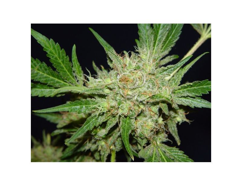 Chronic, Фасовка: 6, изображение 6