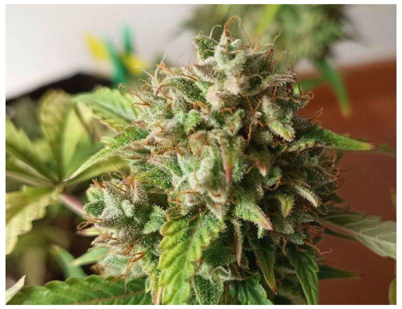 Auto Mary Poppins, Фасовка: 5, изображение 3