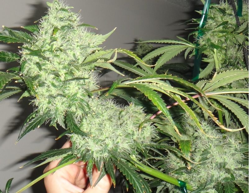 Vаnillа Кush, Фасовка: 1, изображение 3