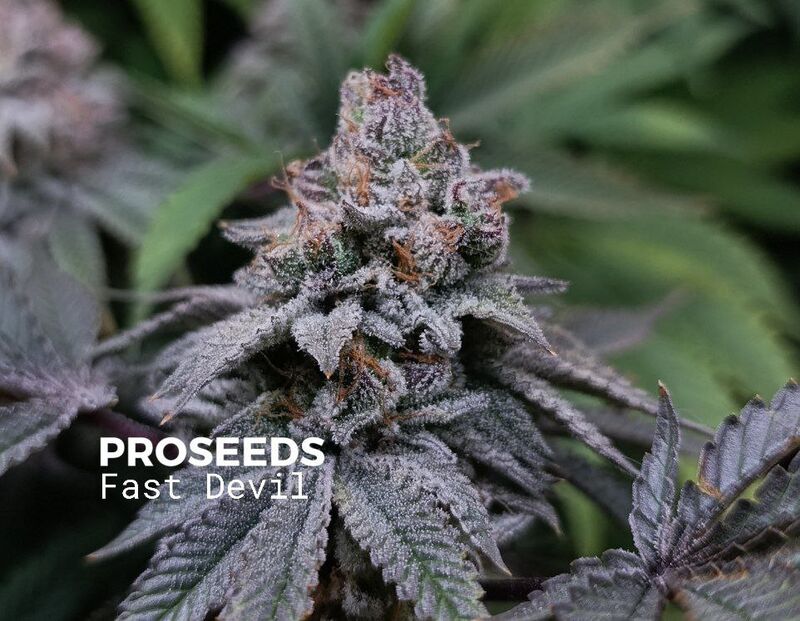 Fast Devil, Фасовка: 6