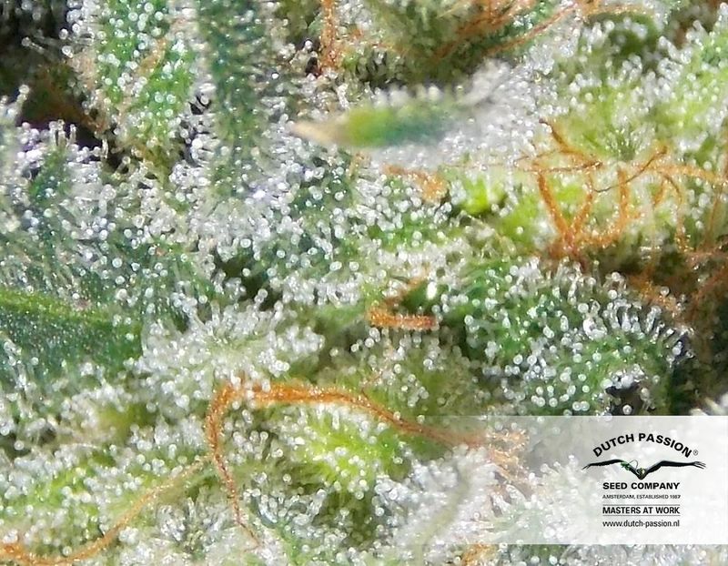 White Widow Auto, Фасовка: 3, изображение 8