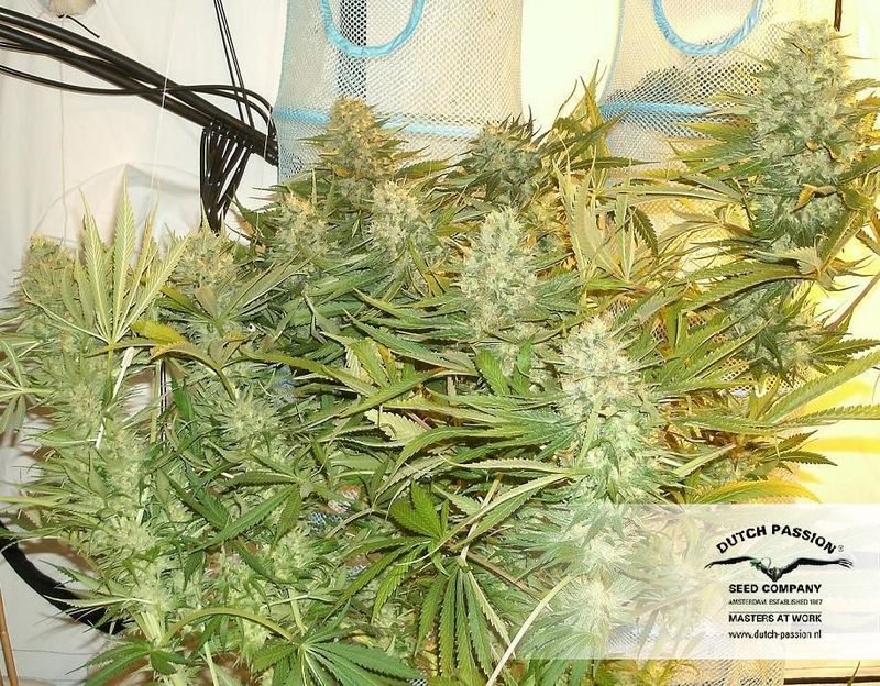 Strawberry Cough, Фасовка: 10, изображение 2