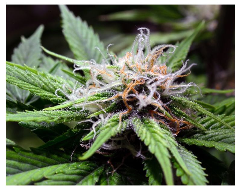 Purple Kush (X), Фасовка: 5, изображение 7