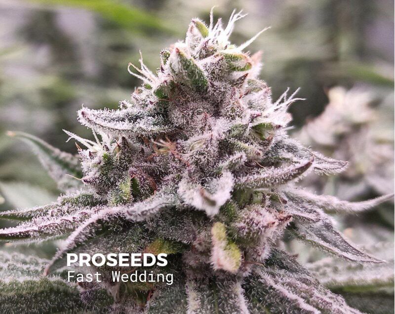 Fast Wedding, Фасовка: 6