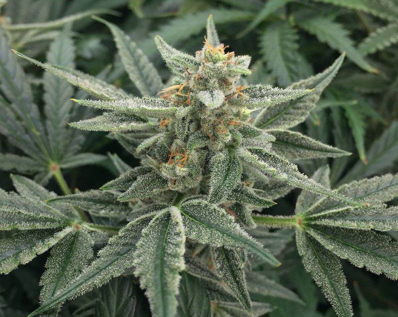 Cookies Kush Auto, Фасовка: 10, изображение 4