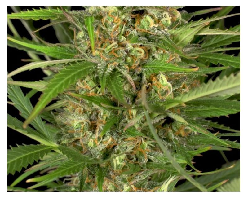 Auto Gorilla XL, Фасовка: 5, изображение 2