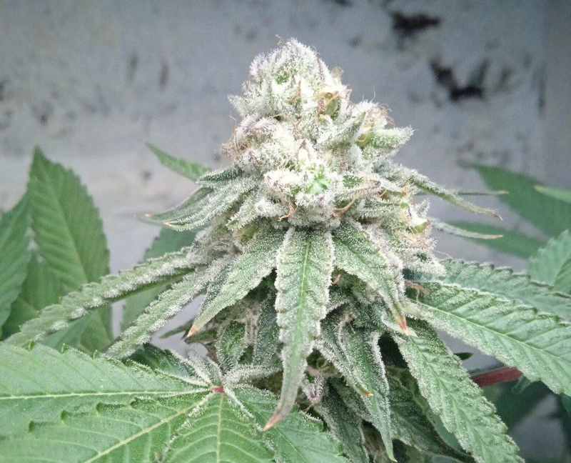 Bubba Punch OG, Фасовка: 10