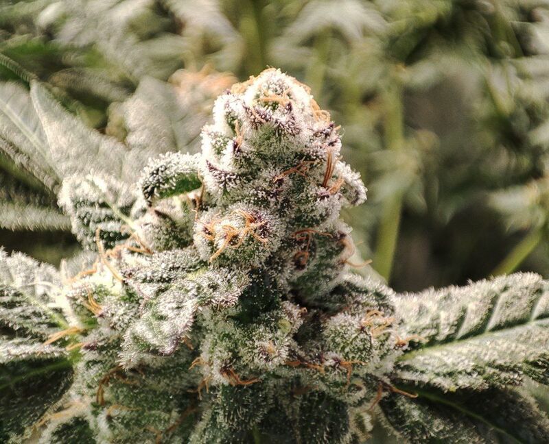 Honeybreath, Фасовка: 3