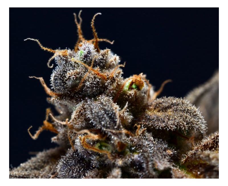 Экспресс Black D.O.G, Фасовка: 5, изображение 5