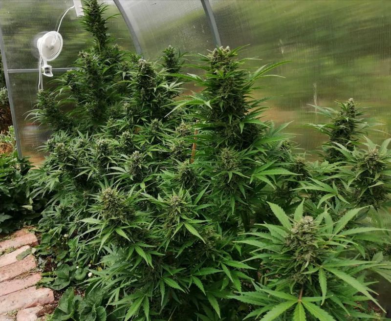 Grapefruit Glue Auto, Фасовка: 3