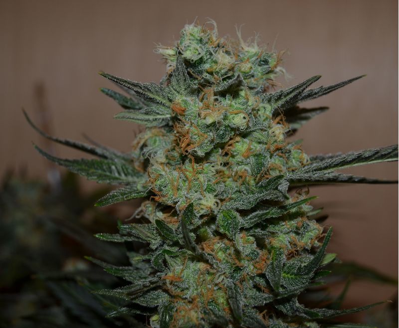 Baykal Express, Фасовка: 5