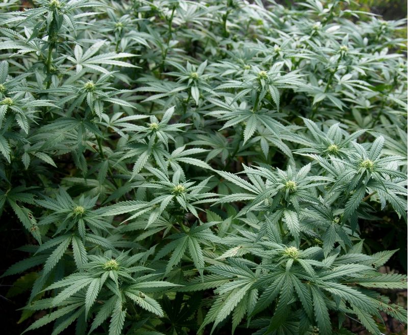 Пионер Экспресс, Фасовка: 3, изображение 3