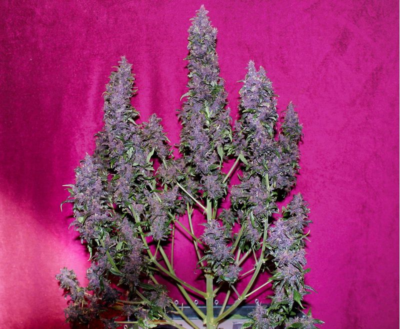 Purple Punch Auto, Фасовка: 3, изображение 2