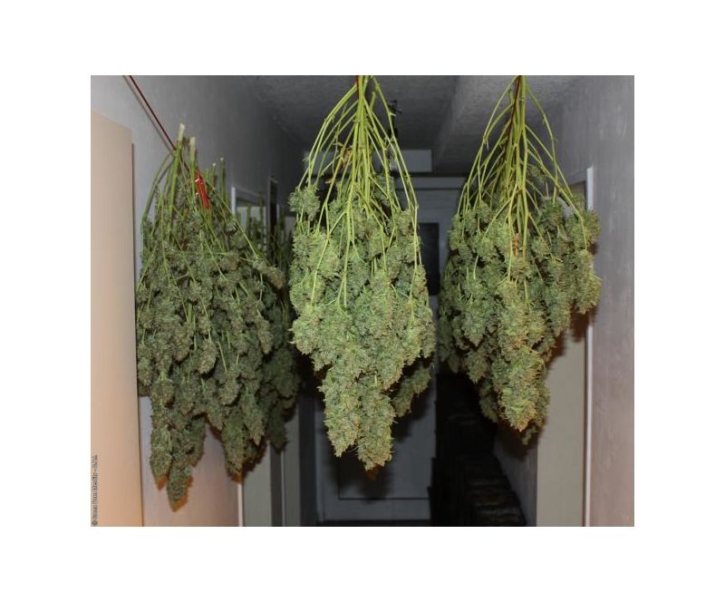 Power Plant, Фасовка: 3, изображение 6