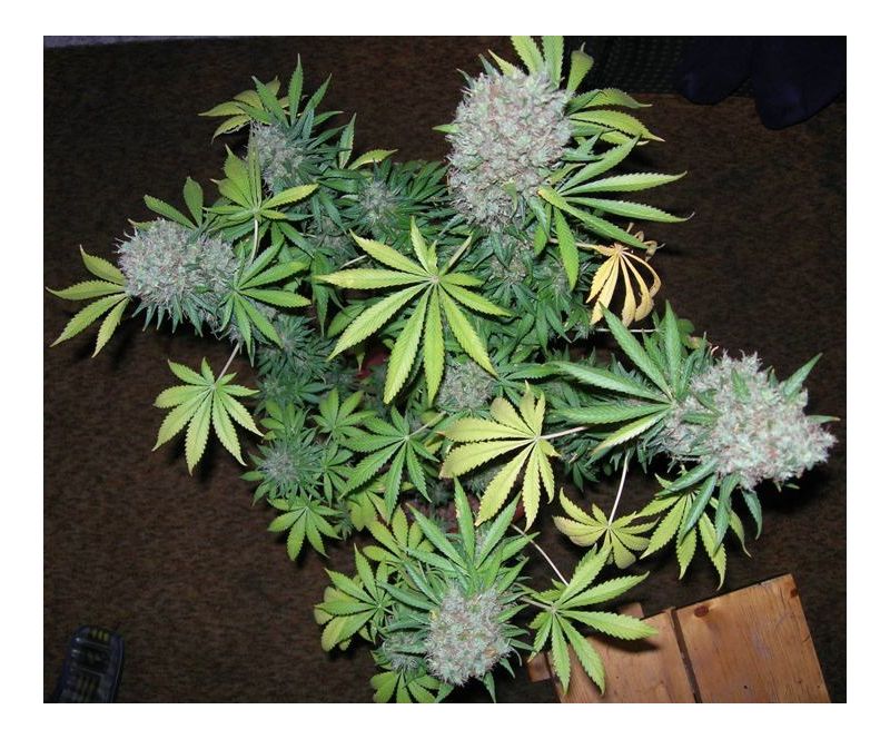 Durban Poison Reg, Фасовка: 10, изображение 4