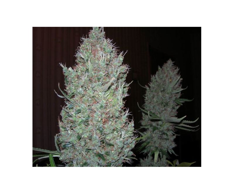 Durban Poison Reg, Фасовка: 10