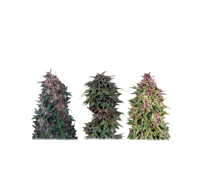 Colour Mix №2, Фасовка: 6