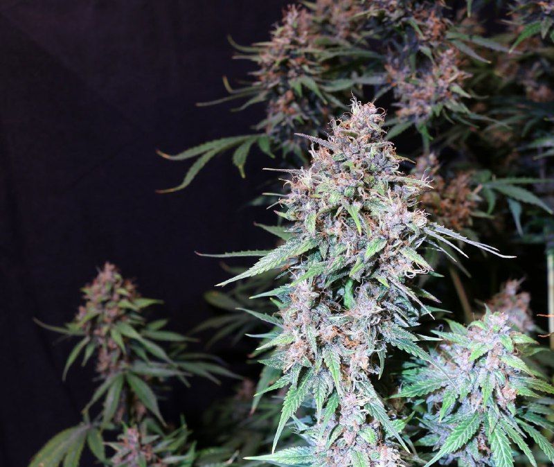 Tropicana Cookies Auto, Фасовка: 1, изображение 3