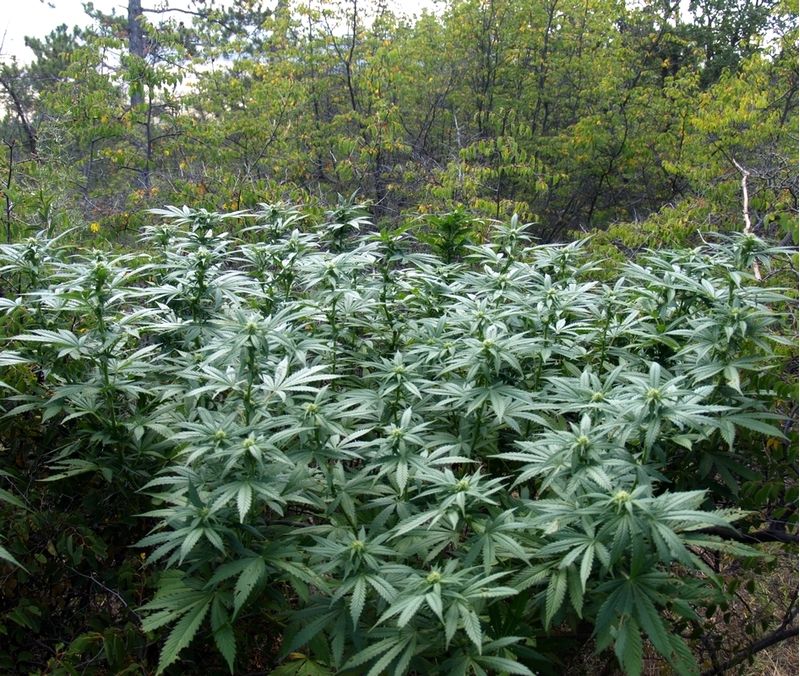 Пионер Экспресс, Фасовка: 3, изображение 2