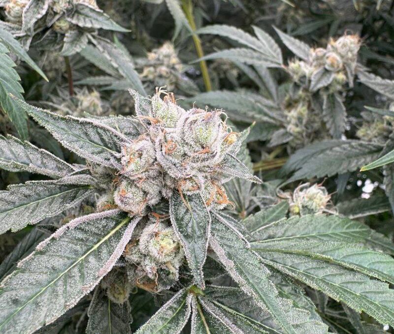 Public Enemy, Фасовка: 3