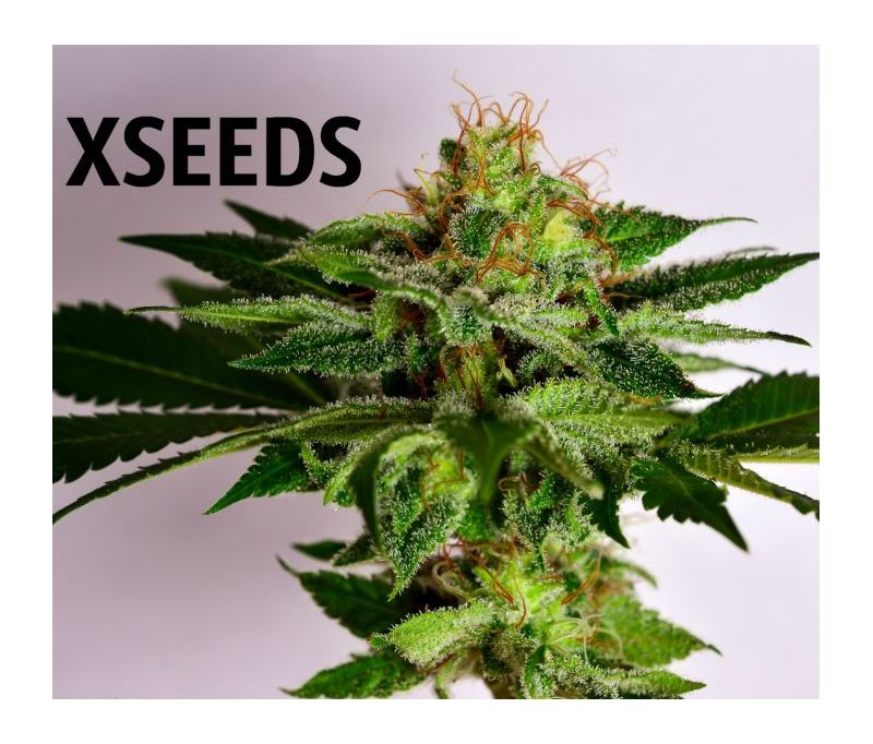 Blueberry (X), Фасовка: 5