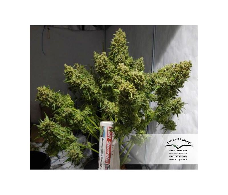 Think Different, Фасовка: 3, изображение 12