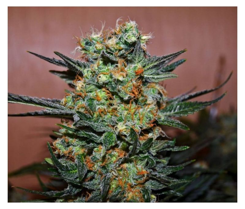 Baykal Express, Фасовка: 5, изображение 4