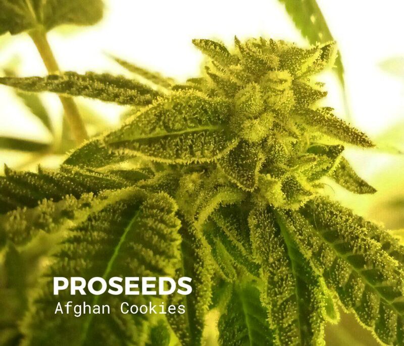Afghan Cookies Auto, Фасовка: 6